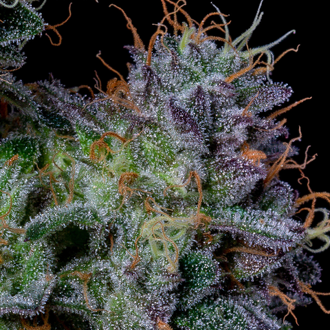 If you've been in the cannabis scene long enough, you’ve definitely heard of Panama Red—even if you’ve never smoked it. Maybe it’s the fo...