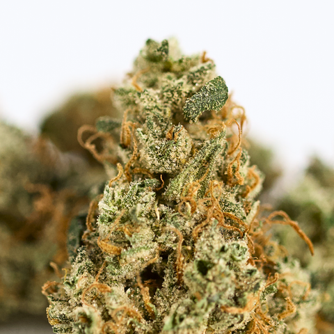 Let's be real—Poonesia might be one of the funniest strain names to hit Maryland dispensaries, and it demands an explanation. Is it a pla...